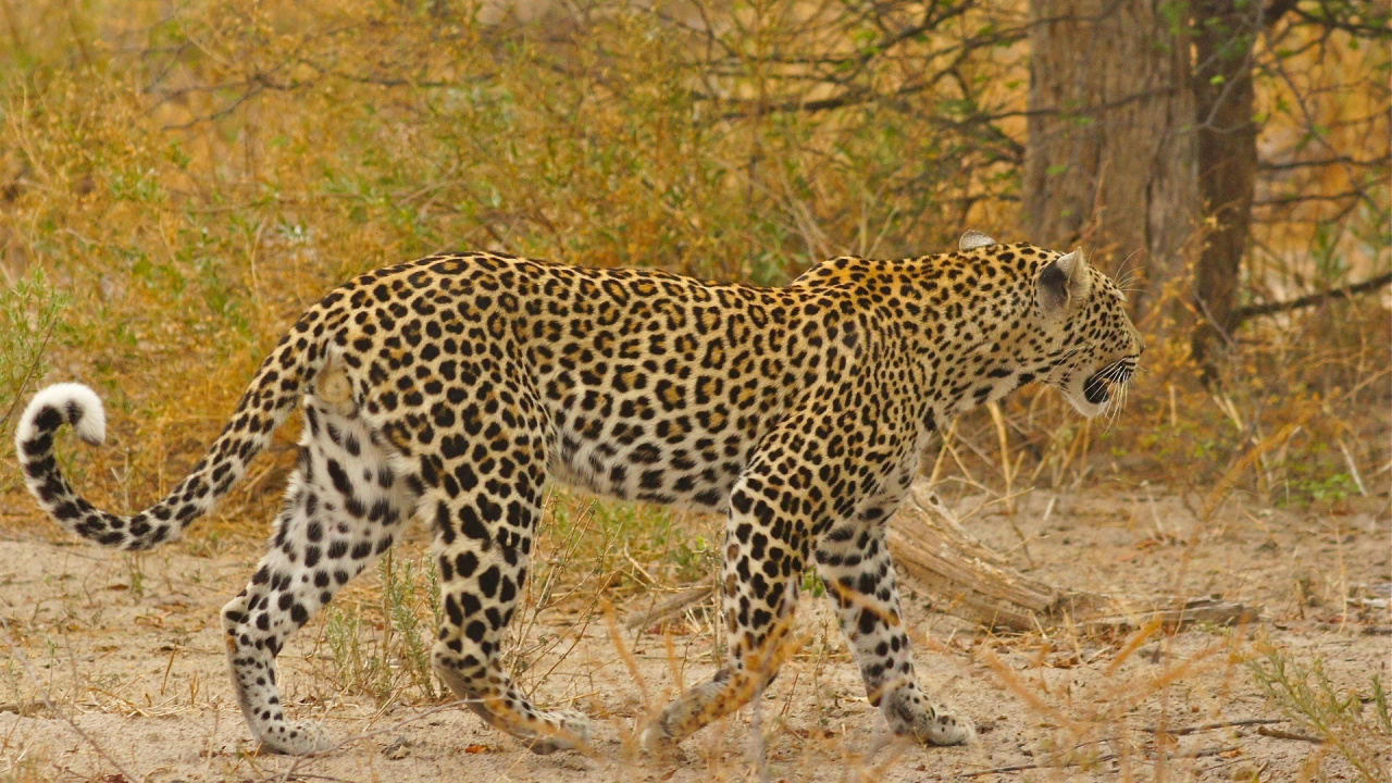 Leopardo Caminando Sobre la Hierba Marrón Durante el Día. Wallpaper in 1280x720 Resolution