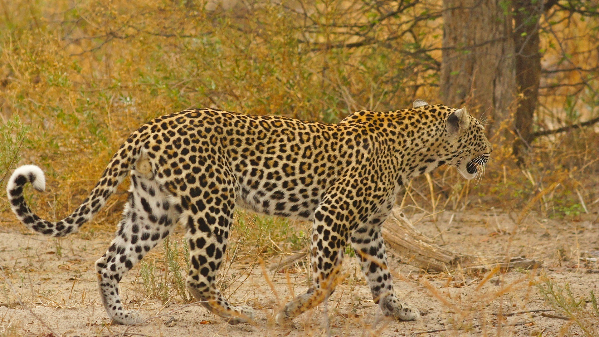 Leopardo Caminando Sobre la Hierba Marrón Durante el Día. Wallpaper in 1920x1080 Resolution