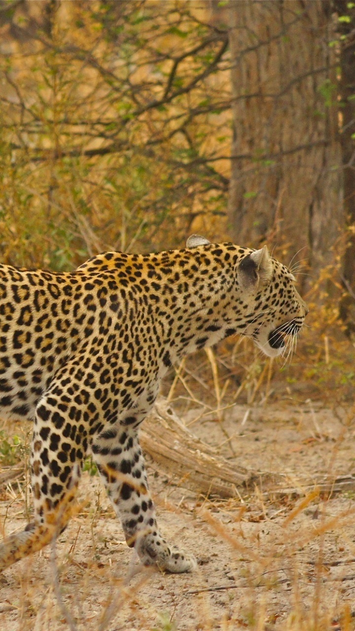 Leopardo Caminando Sobre la Hierba Marrón Durante el Día. Wallpaper in 720x1280 Resolution