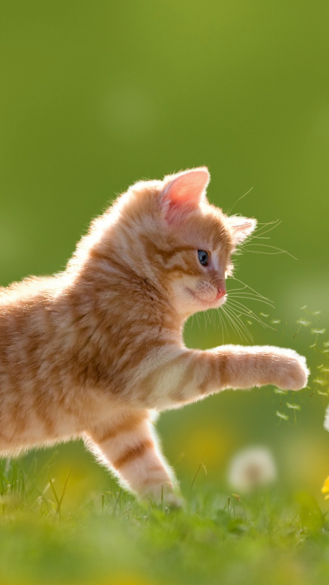 Orange Tabby Cat Walking on Green Grass During Daytime. Wallpaper in 1080x1920 Resolution