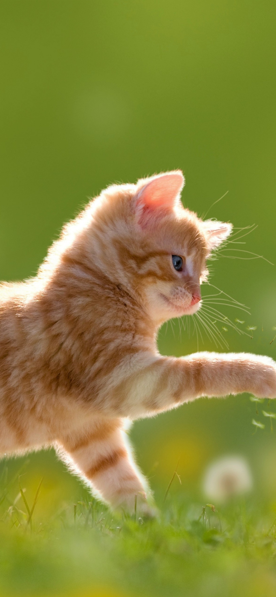 Orange Tabby Cat Walking on Green Grass During Daytime. Wallpaper in 1125x2436 Resolution