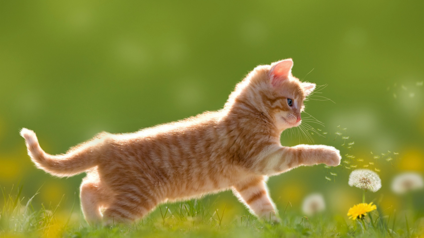 Orange Tabby Cat Walking on Green Grass During Daytime. Wallpaper in 1366x768 Resolution