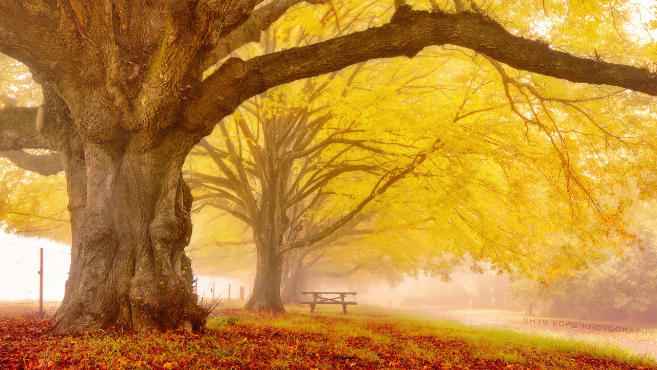 Brauner Baum Auf Grüner Wiese Tagsüber. Wallpaper in 1280x720 Resolution