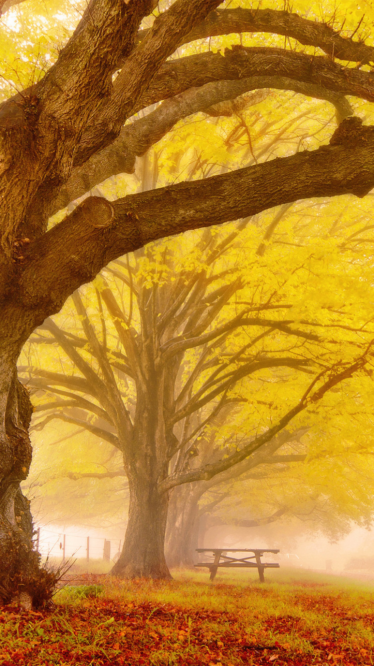 Brown Tree on Green Grass Field During Daytime. Wallpaper in 750x1334 Resolution