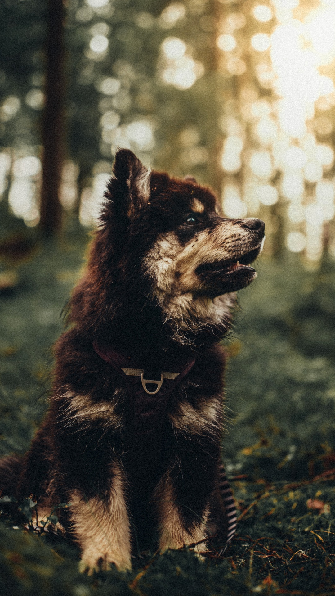 Dogge, Hundeliebhaber, Welpe, Hunderasse, Carnivore. Wallpaper in 1080x1920 Resolution