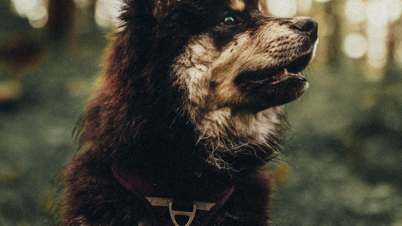 Dogge, Hundeliebhaber, Welpe, Hunderasse, Carnivore. Wallpaper in 1280x720 Resolution