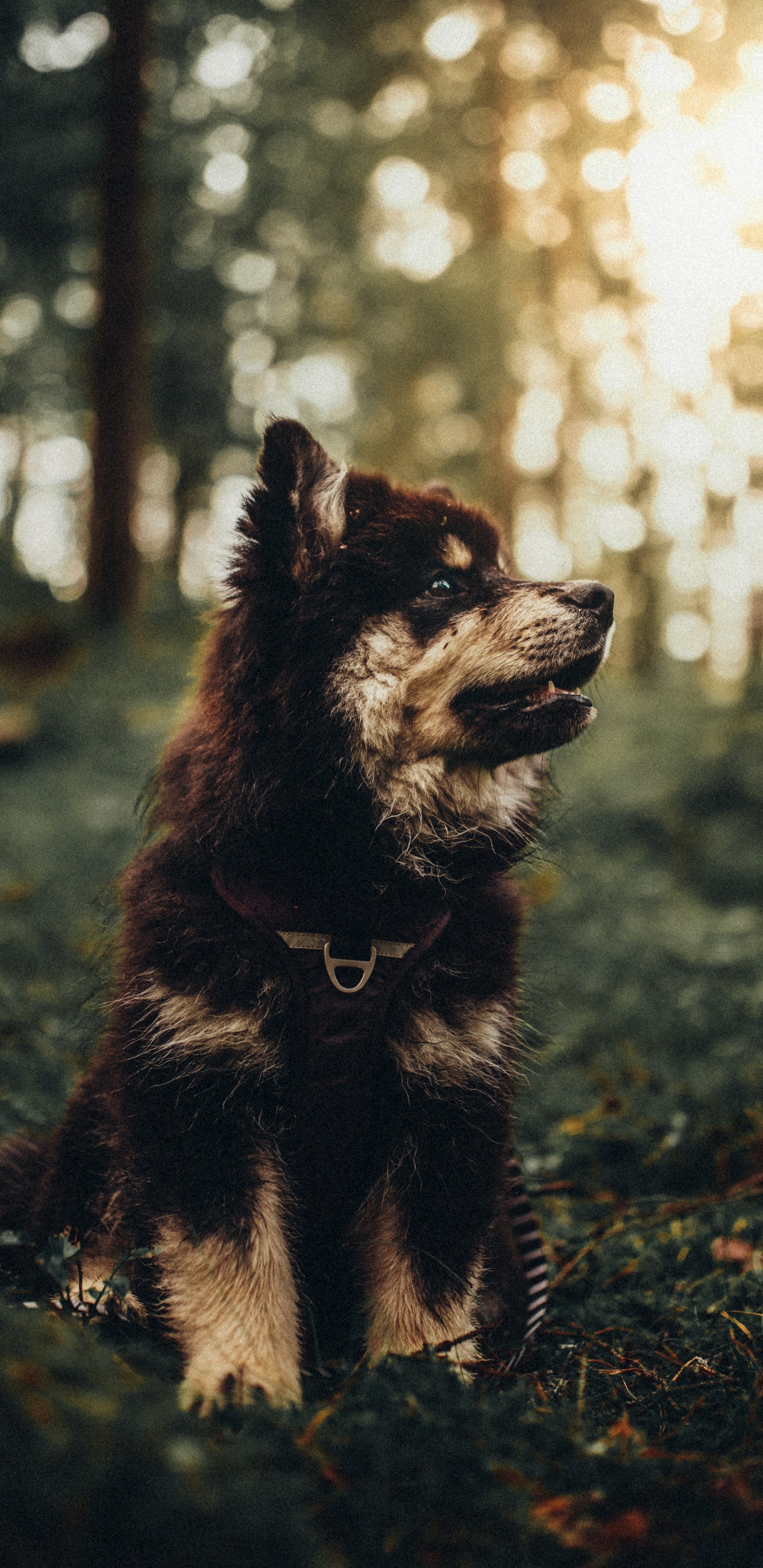 Dogge, Hundeliebhaber, Welpe, Hunderasse, Carnivore. Wallpaper in 1440x2960 Resolution