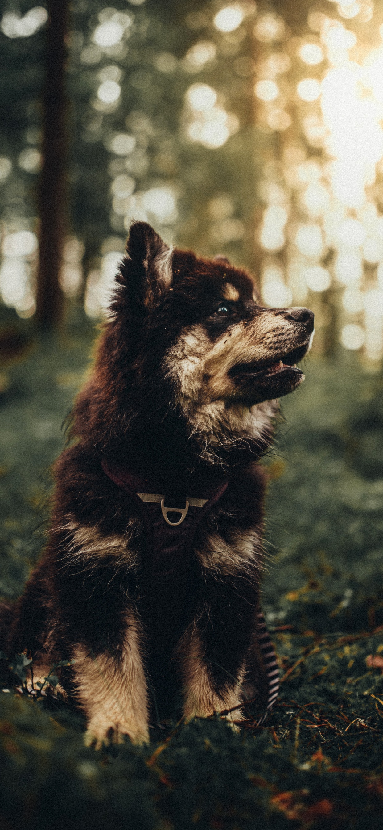 Gran Danés, Amante de Los Perros, Cachorro, Raza de Perro, Carnívoro. Wallpaper in 1242x2688 Resolution