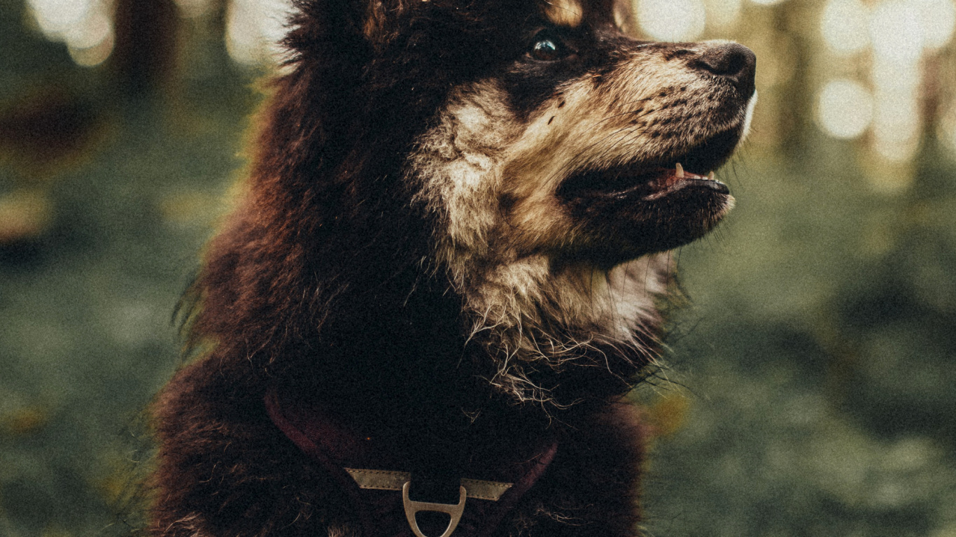 Gran Danés, Amante de Los Perros, Cachorro, Raza de Perro, Carnívoro. Wallpaper in 1366x768 Resolution