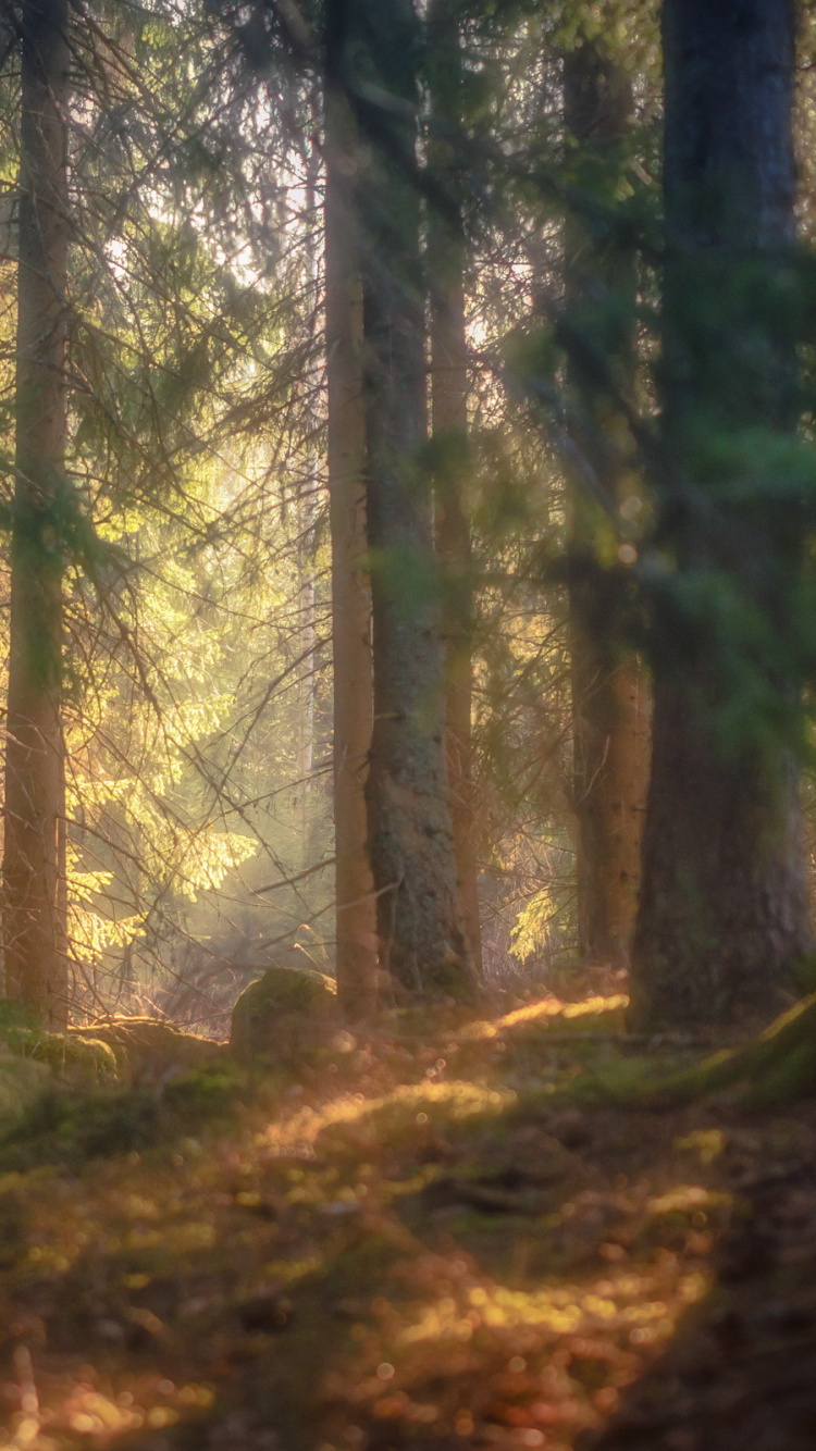 Tagsüber Grüne Bäume im Wald. Wallpaper in 750x1334 Resolution