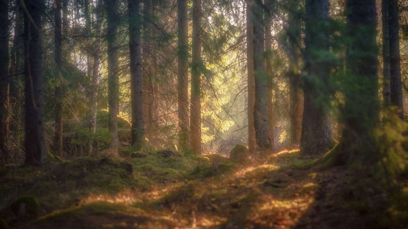 Green Trees on Forest During Daytime. Wallpaper in 1366x768 Resolution