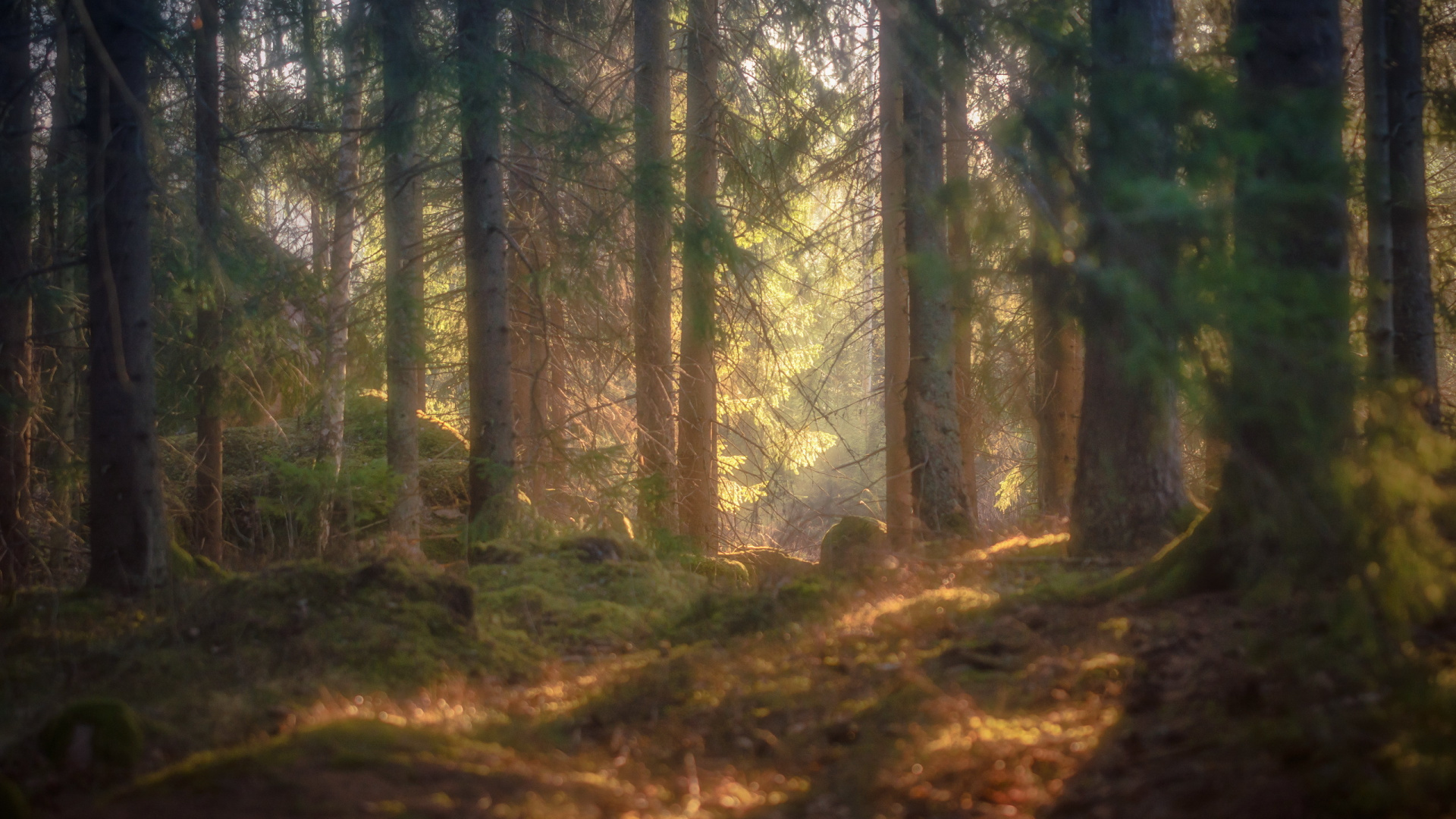 Green Trees on Forest During Daytime. Wallpaper in 1920x1080 Resolution