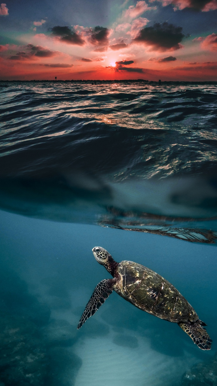 Mer, Tortues de Mer, Aquarium Shedd, Plage, de L'océan Indien. Wallpaper in 750x1334 Resolution