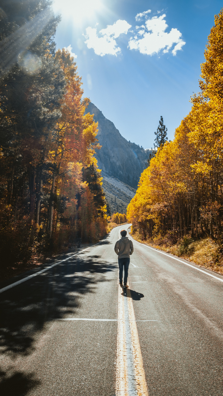 Road, Nature, Tree, Asphalt, Leaf. Wallpaper in 750x1334 Resolution