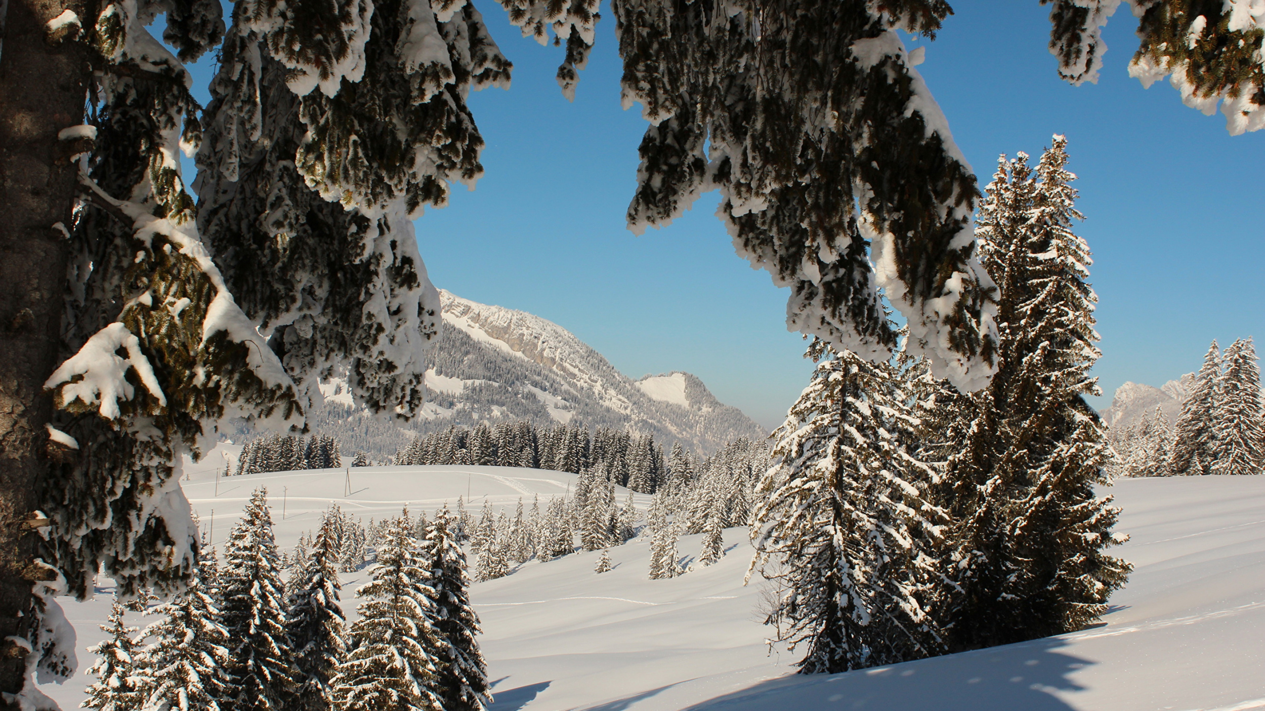 Schneebedeckte Bäume Und Berge Tagsüber. Wallpaper in 2560x1440 Resolution