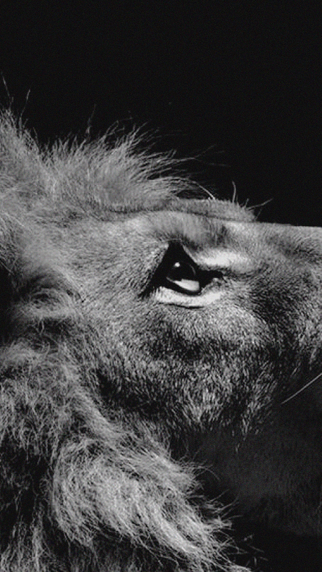 Foto en Escala de Grises de un Animal. Wallpaper in 1080x1920 Resolution