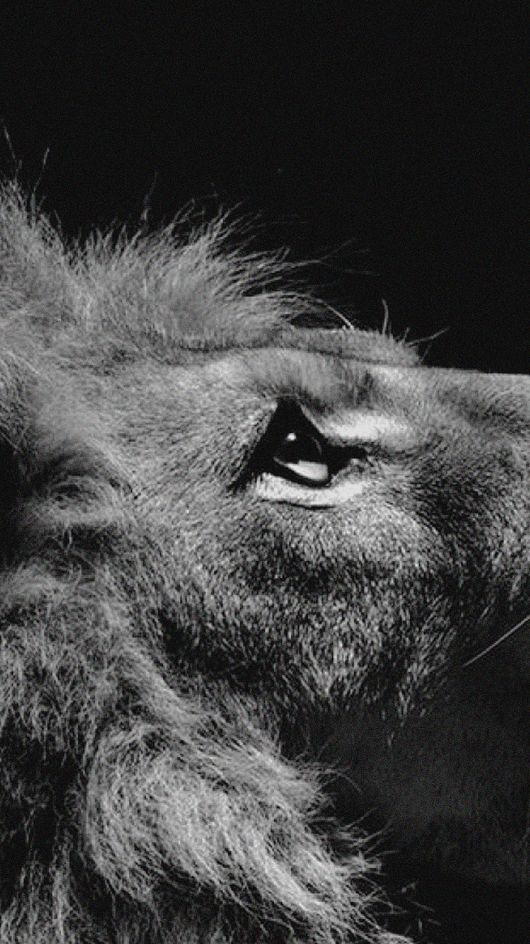 Photo en Niveaux de Gris D'un Animal. Wallpaper in 750x1334 Resolution