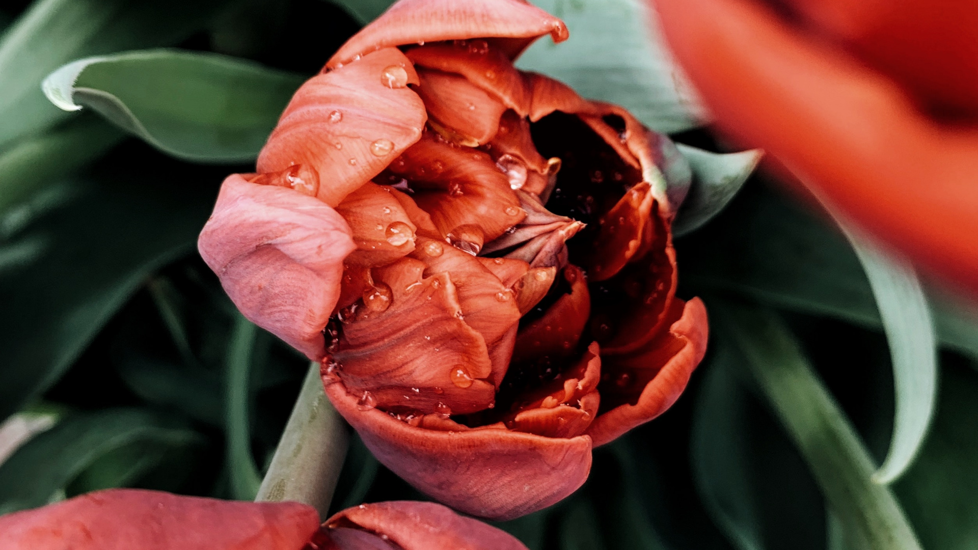 Red Rose in Bloom During Daytime. Wallpaper in 1920x1080 Resolution