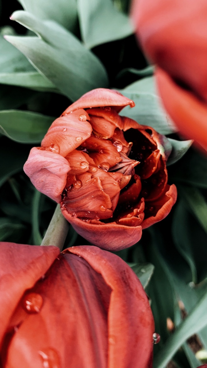 Rosa Roja en Flor Durante el Día. Wallpaper in 720x1280 Resolution