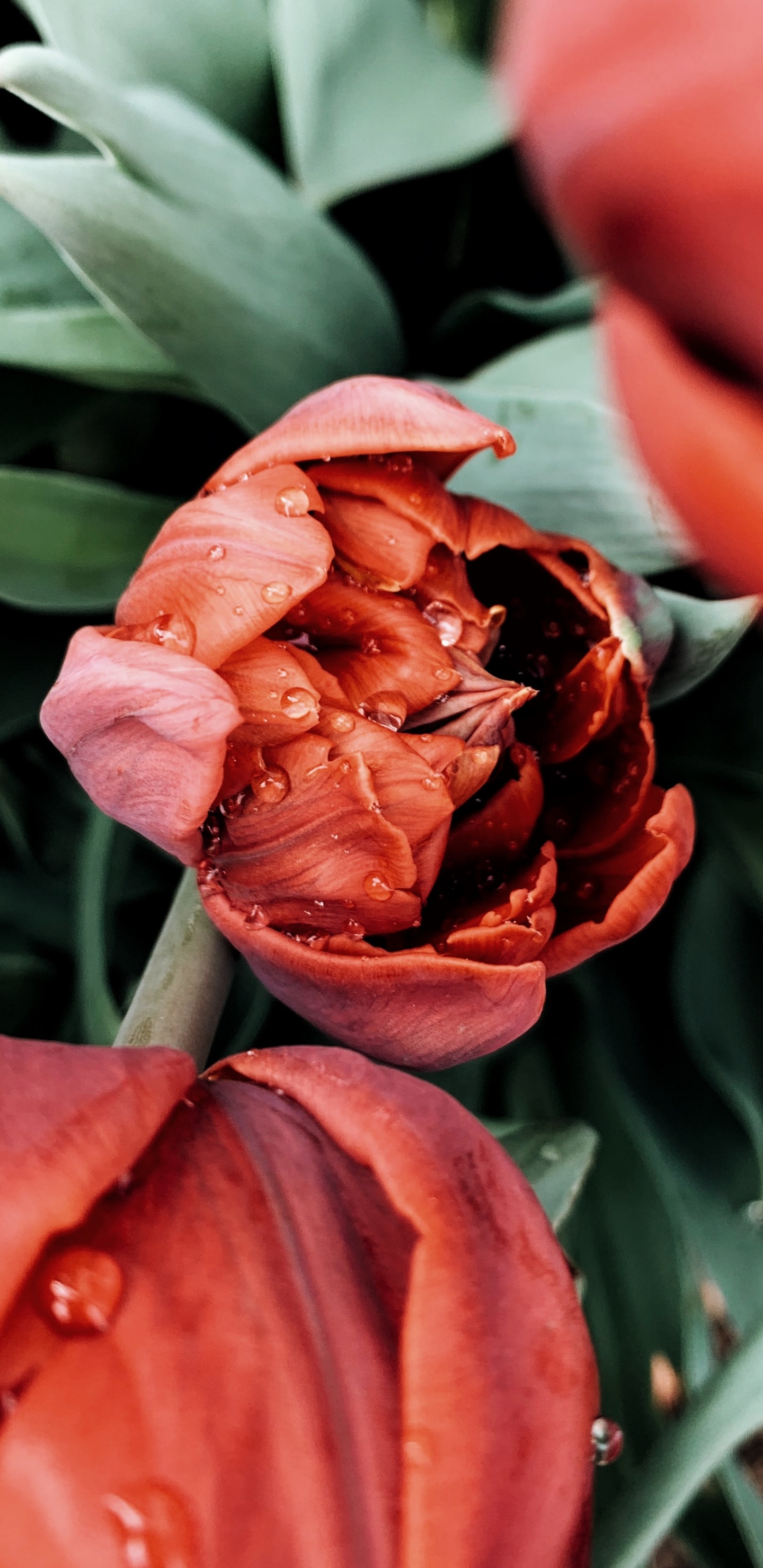 Rose Rouge en Fleurs Pendant la Journée. Wallpaper in 1440x2960 Resolution