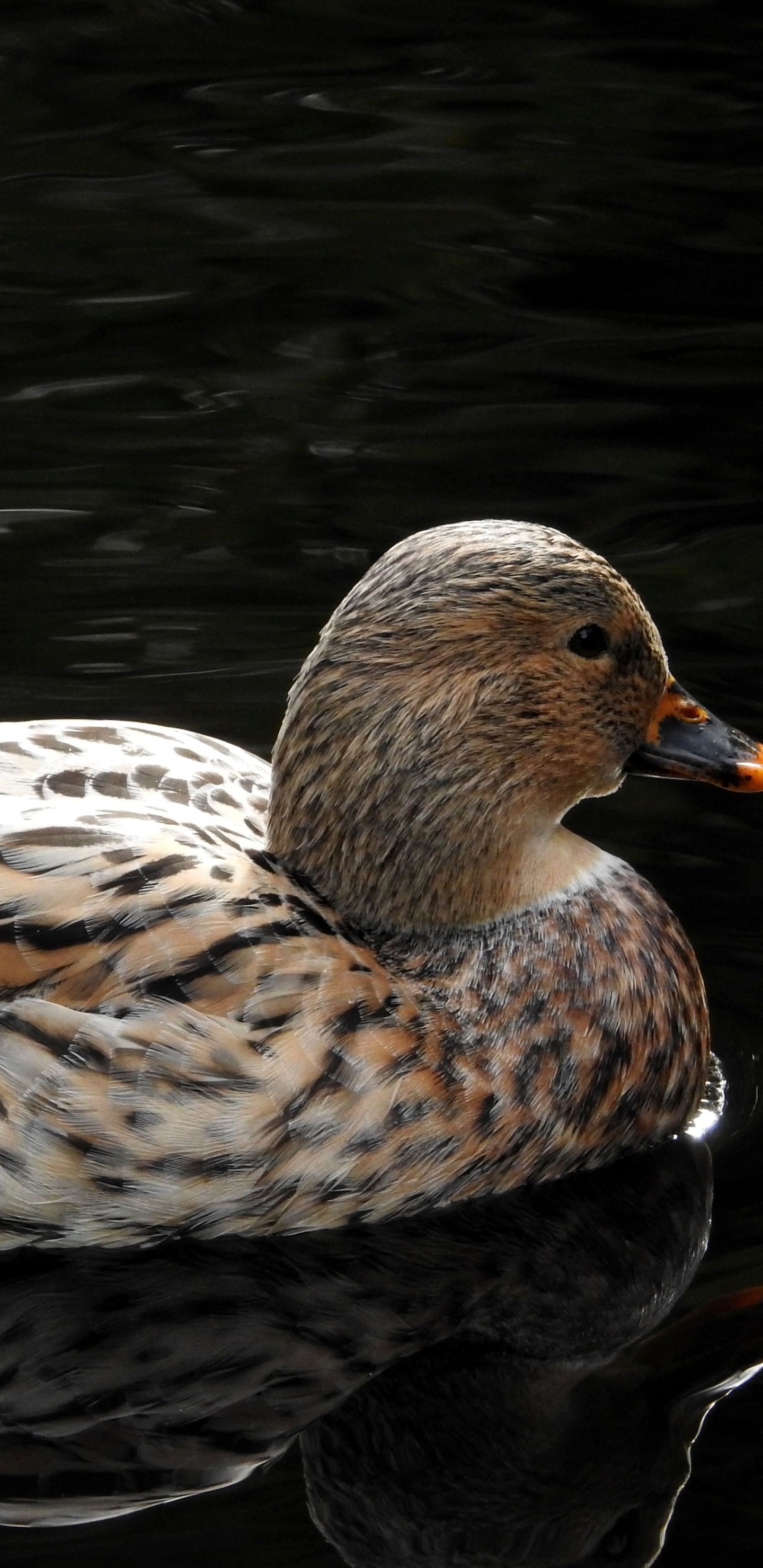 Pato Marrón en el Agua Durante el Día. Wallpaper in 1440x2960 Resolution
