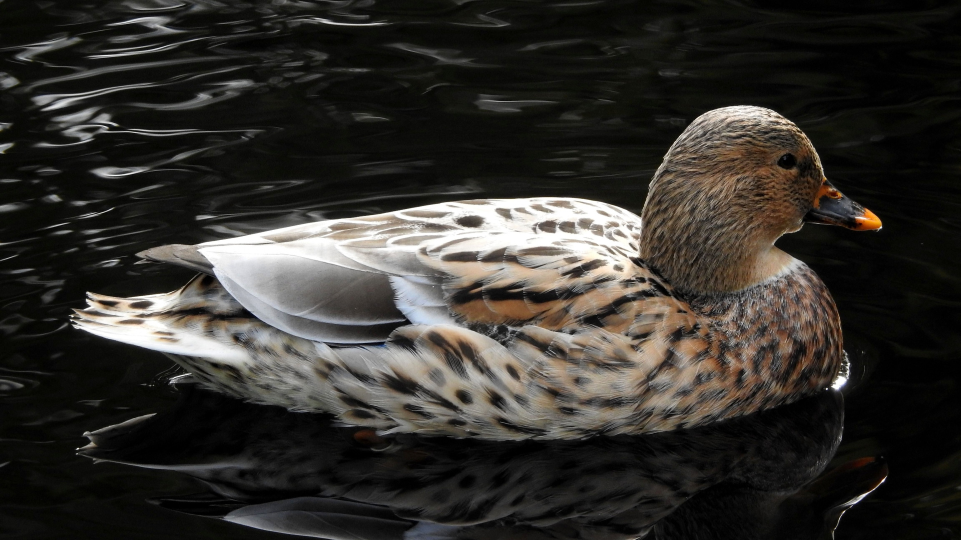 Pato Marrón en el Agua Durante el Día. Wallpaper in 1920x1080 Resolution