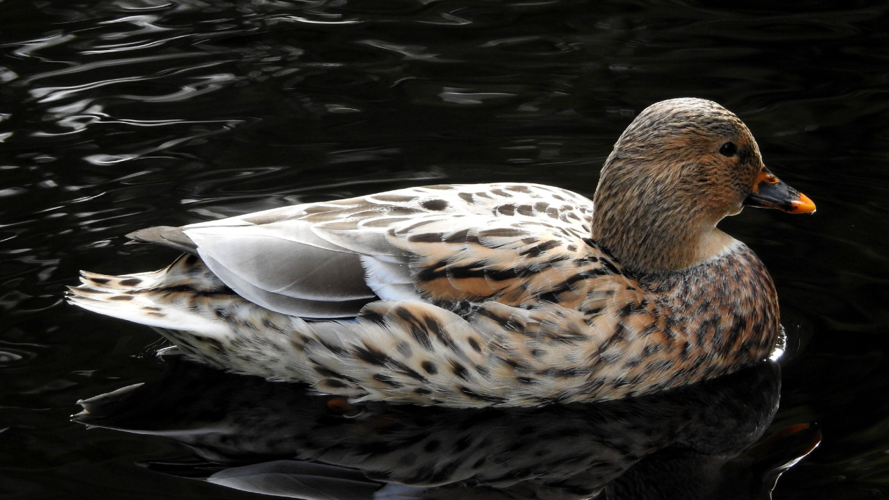 Braune Ente Tagsüber Auf Dem Wasser. Wallpaper in 1280x720 Resolution
