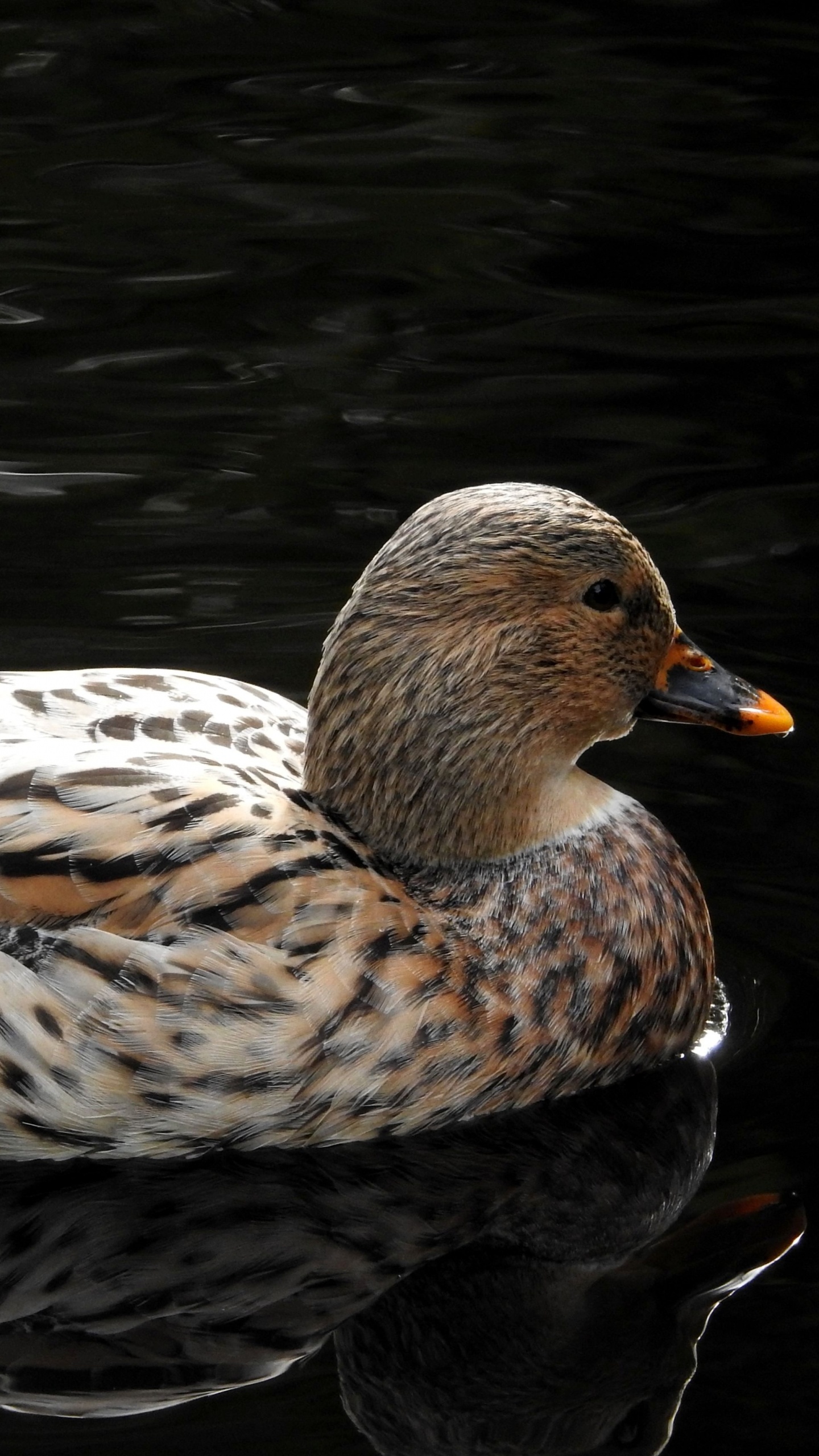 Braune Ente Tagsüber Auf Dem Wasser. Wallpaper in 1440x2560 Resolution