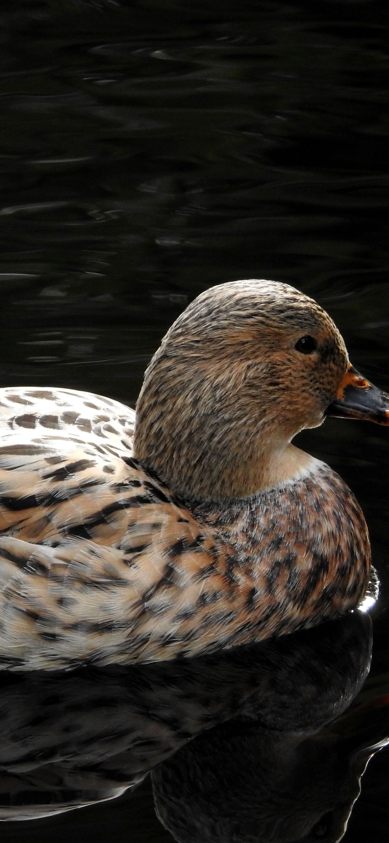 Brown Duck on Water During Daytime. Wallpaper in 1242x2688 Resolution