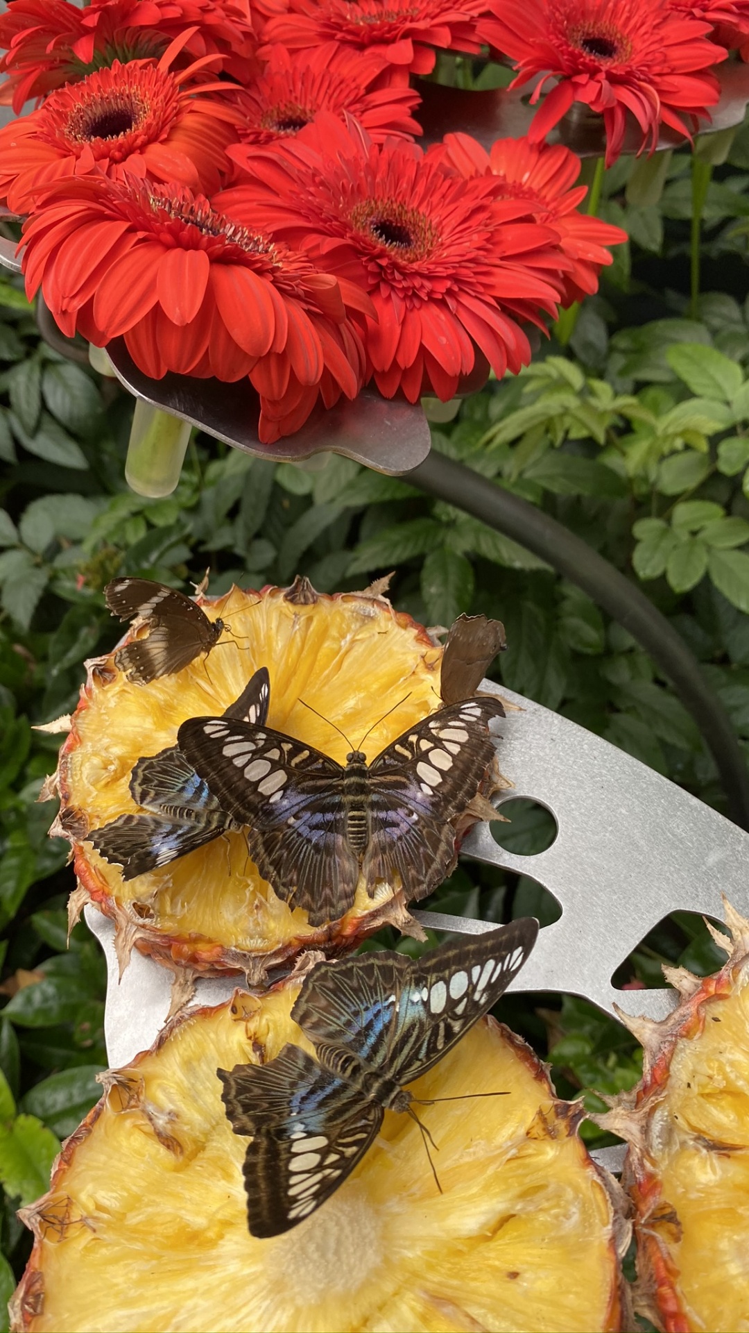 Flower, Yellow, Petal, Invertebrate, Insect. Wallpaper in 1080x1920 Resolution