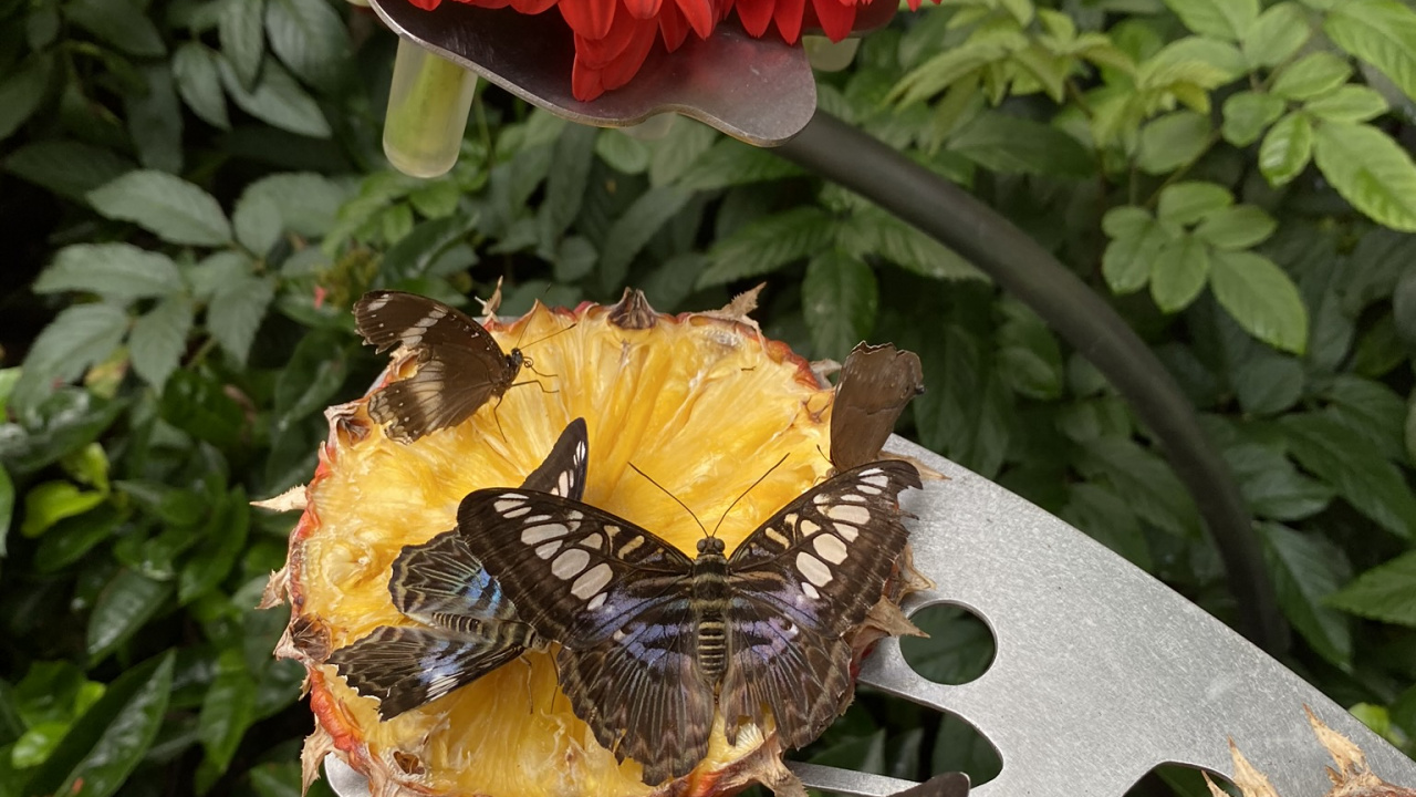 Flower, Yellow, Petal, Invertebrate, Insect. Wallpaper in 1280x720 Resolution