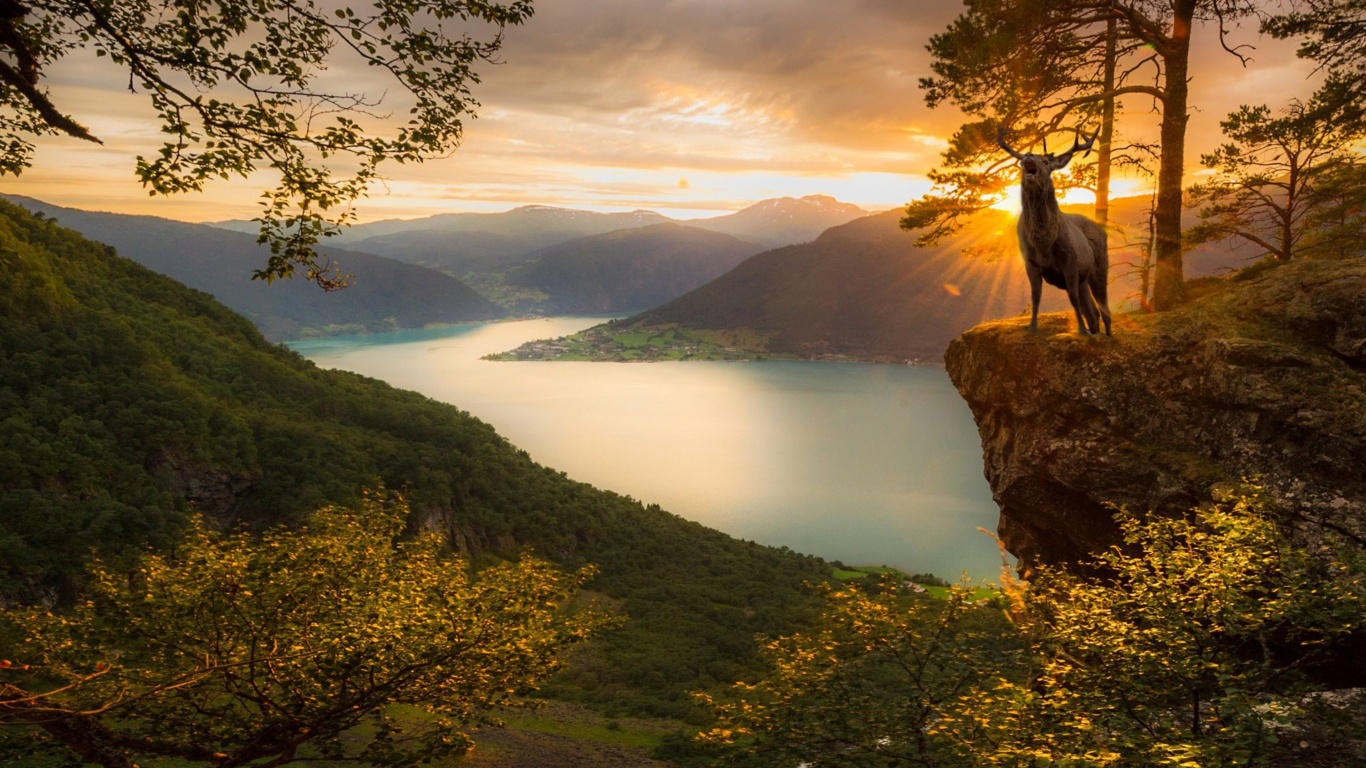 Cerf Brun Sur Une Colline Couverte D'herbe Verte Près du Lac Pendant la Journée. Wallpaper in 1366x768 Resolution