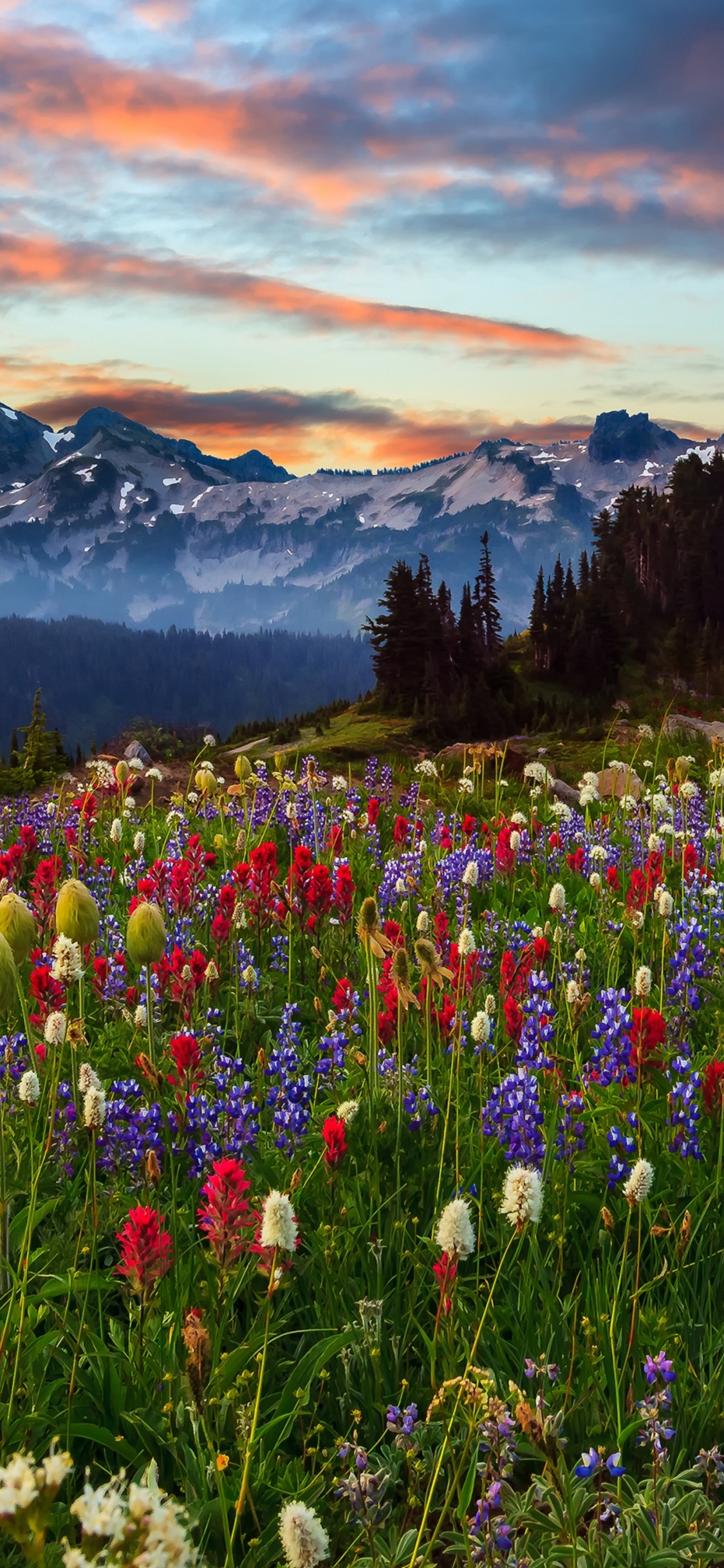 Pink and White Flower Field Near Mountains During Daytime. Wallpaper in 1125x2436 Resolution