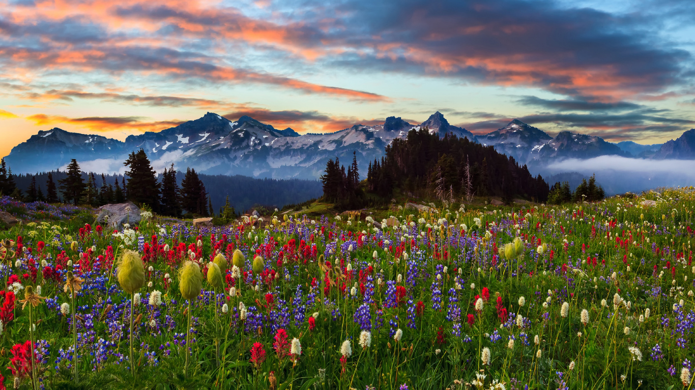 Pink and White Flower Field Near Mountains During Daytime. Wallpaper in 1366x768 Resolution