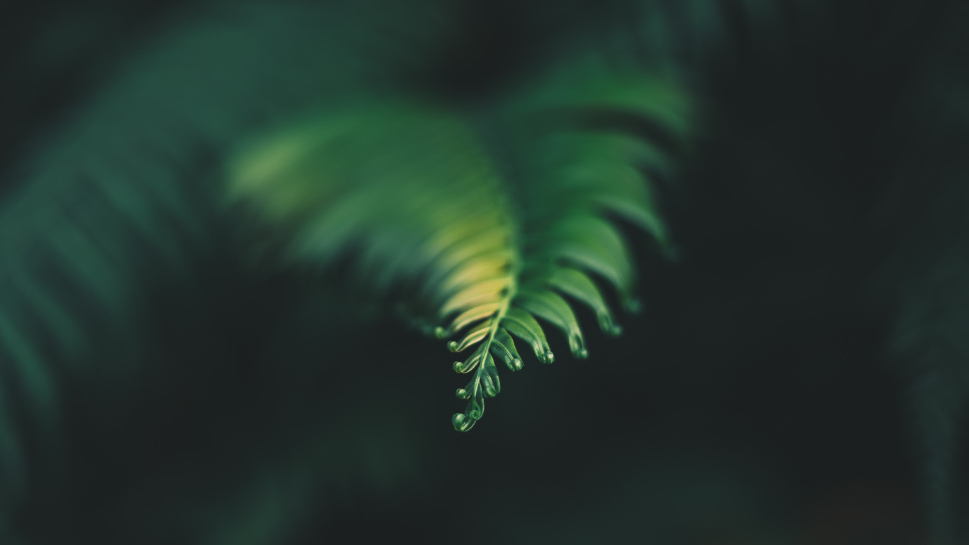 Plante, Feuille, Fougère, Green, Nature. Wallpaper in 1366x768 Resolution