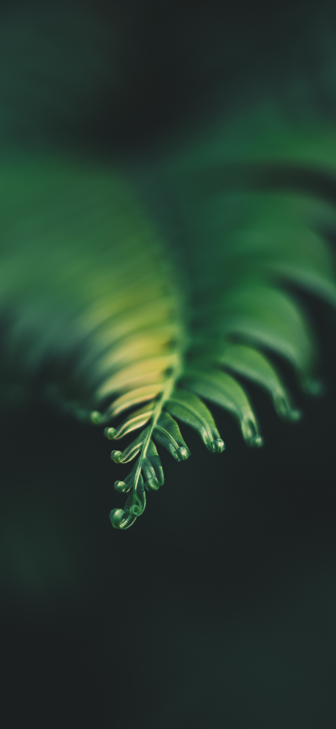 Plants, Leaf, Fern, Green, Nature. Wallpaper in 1125x2436 Resolution