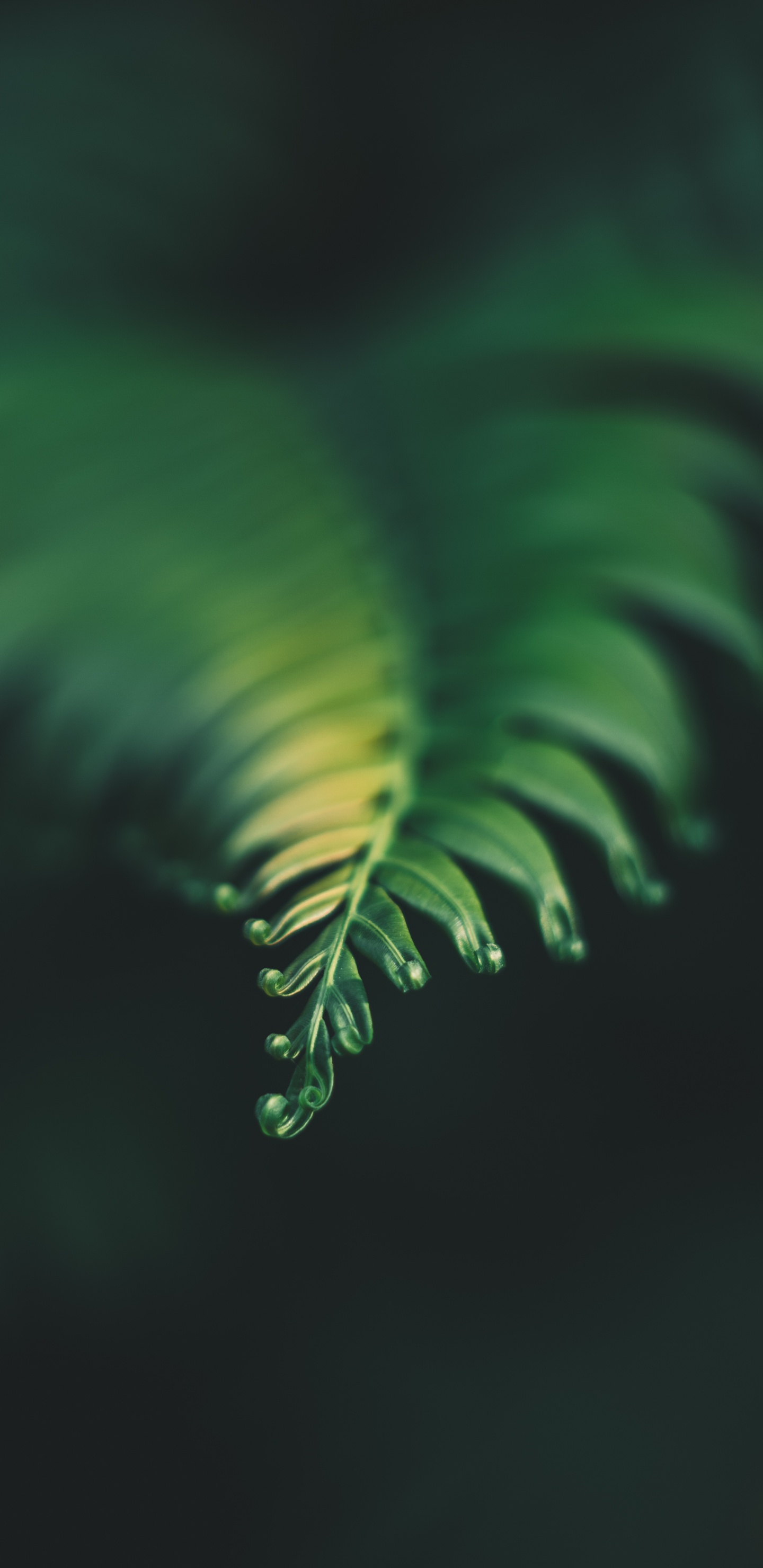 Plants, Leaf, Fern, Green, Nature. Wallpaper in 1440x2960 Resolution
