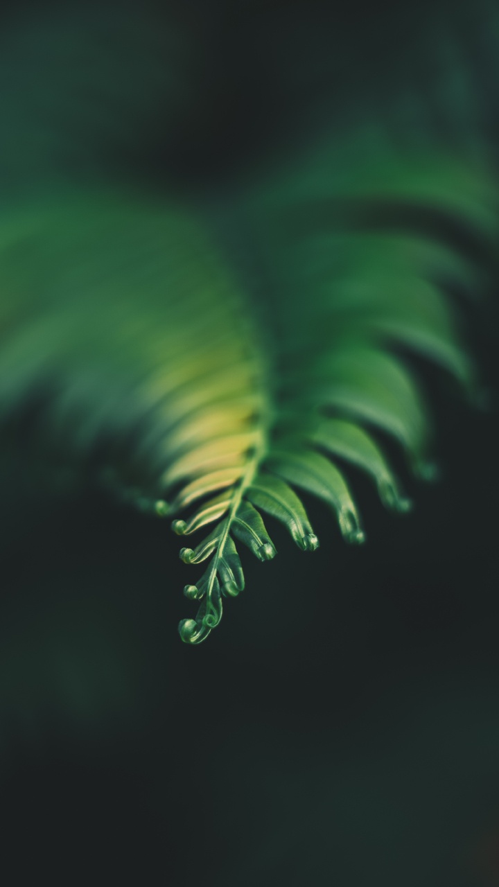 Plants, Leaf, Fern, Green, Nature. Wallpaper in 720x1280 Resolution