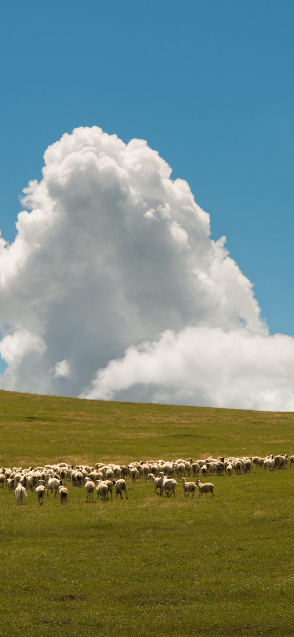 Grassland, Cloud, Plant, Natural Landscape, Tree. Wallpaper in 1125x2436 Resolution