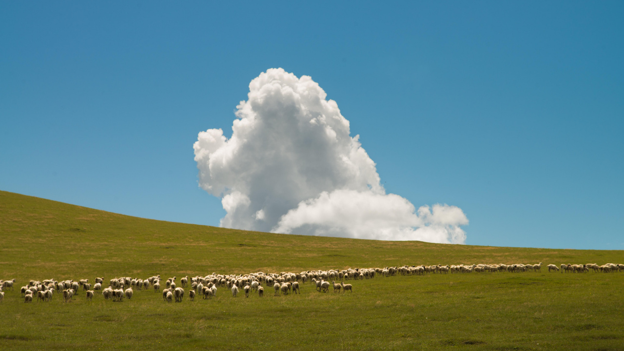 Grassland, Cloud, Plant, Natural Landscape, Tree. Wallpaper in 1280x720 Resolution