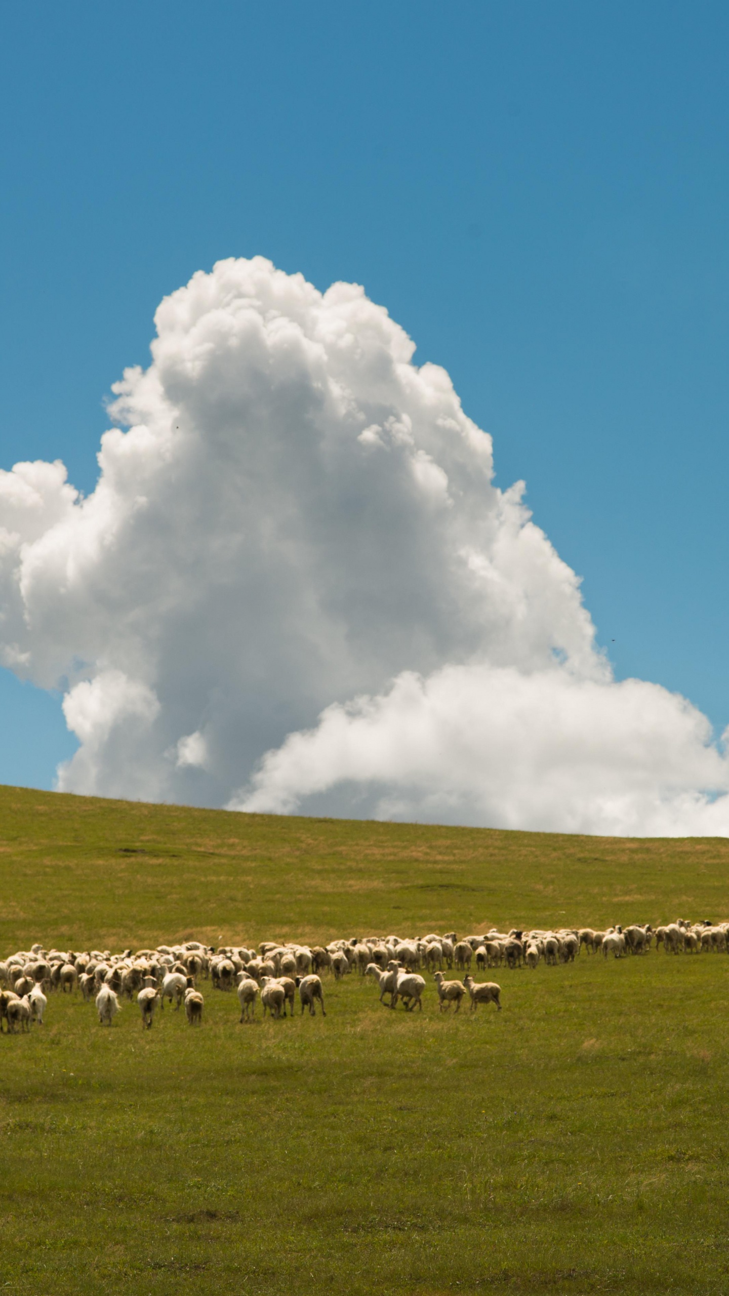 Grassland, Cloud, Plant, Natural Landscape, Tree. Wallpaper in 1440x2560 Resolution