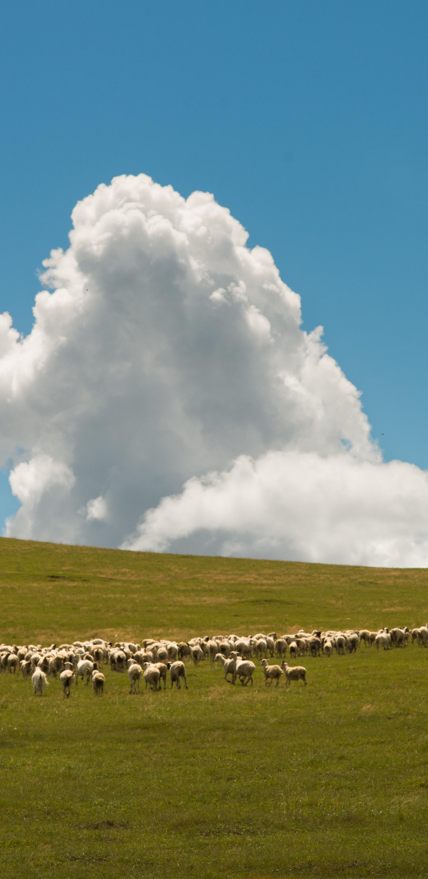 Grassland, Cloud, Plant, Natural Landscape, Tree. Wallpaper in 1440x2960 Resolution