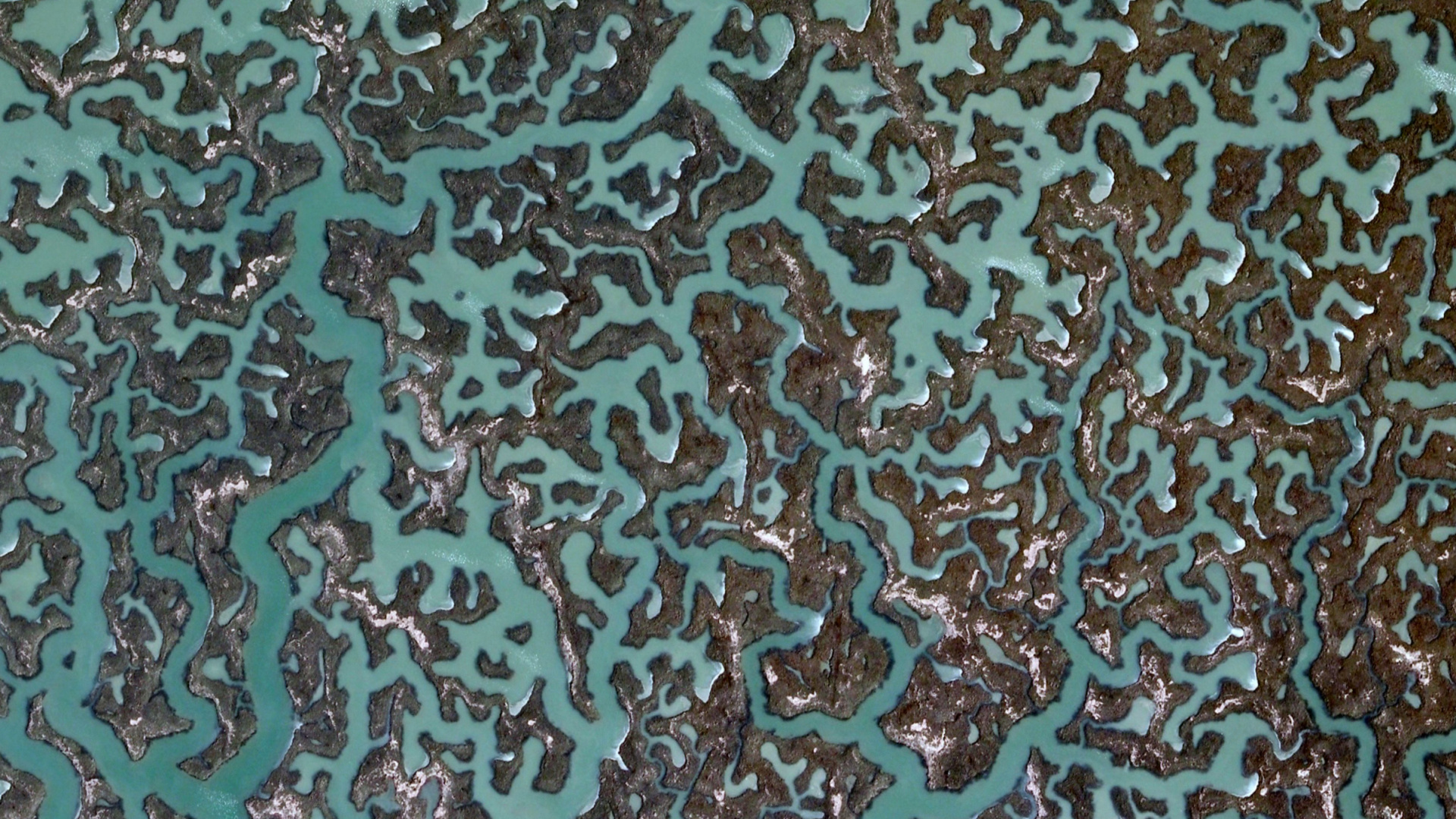 分形, 草, 分形技术, 谷歌 壁纸 1920x1080 允许