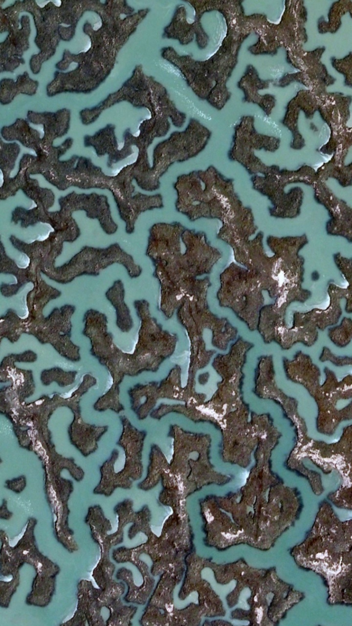 分形, 草, 分形技术, 谷歌 壁纸 720x1280 允许