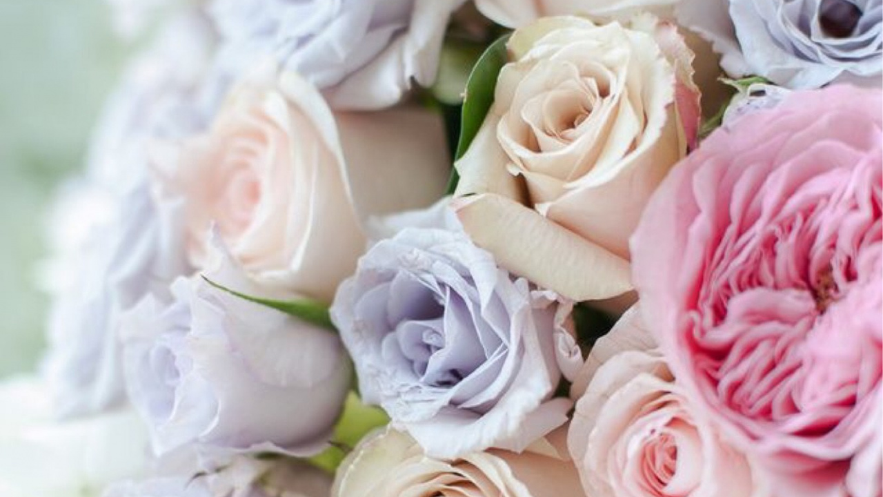Bouquet de Roses Roses et Blanches. Wallpaper in 1280x720 Resolution