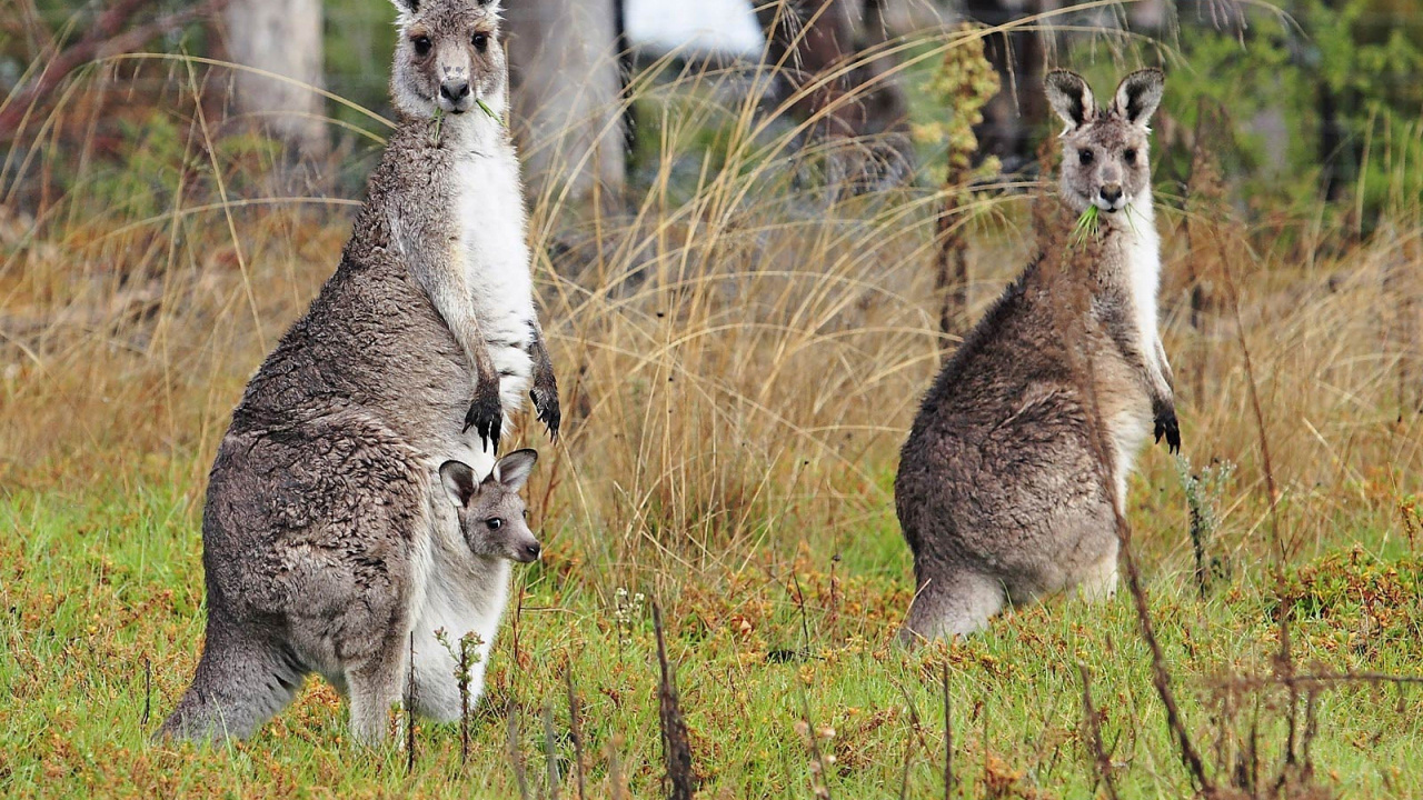 Gray Kangaroo on Green Grass During Daytime. Wallpaper in 1280x720 Resolution