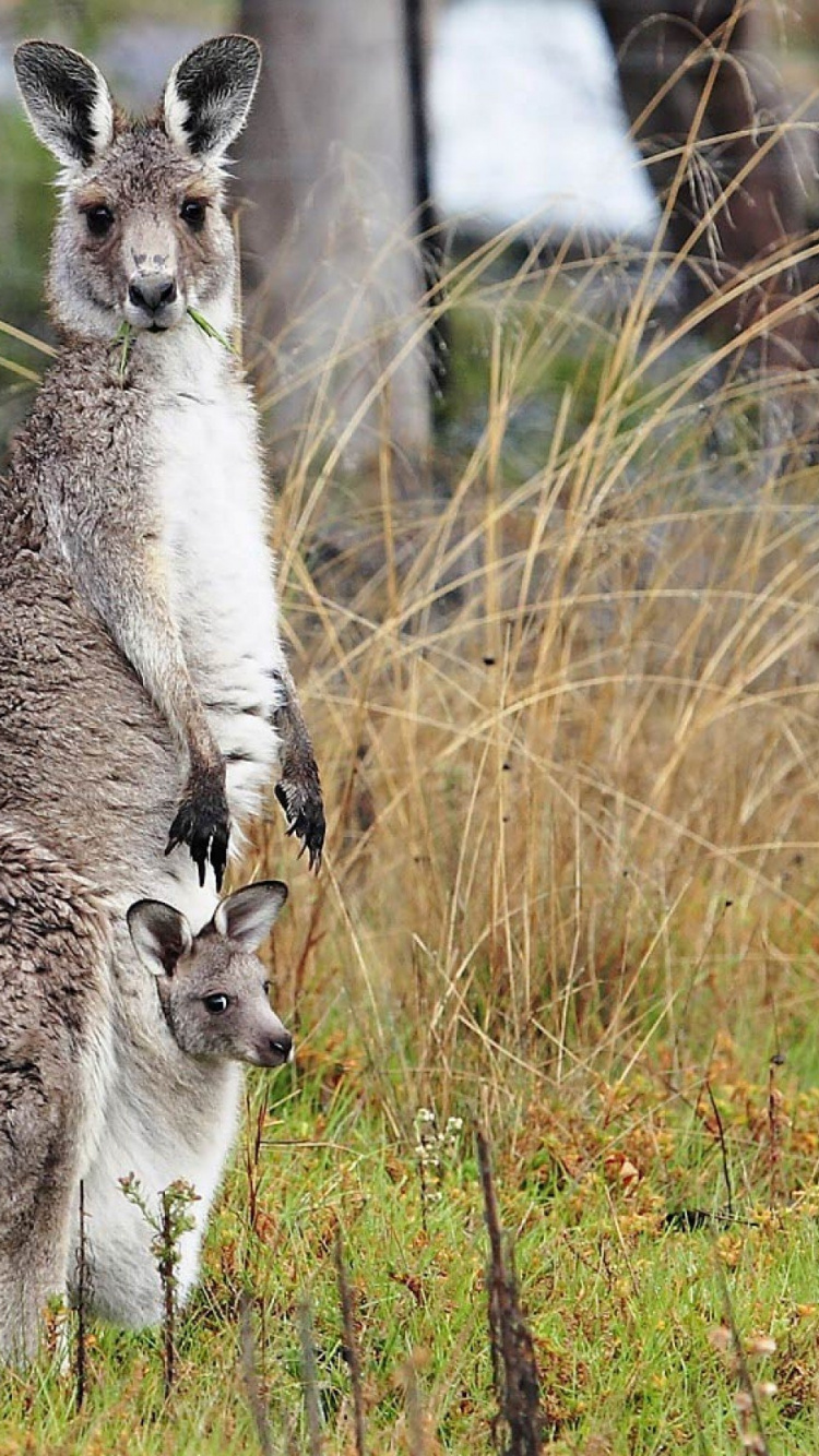 Gray Kangaroo on Green Grass During Daytime. Wallpaper in 750x1334 Resolution