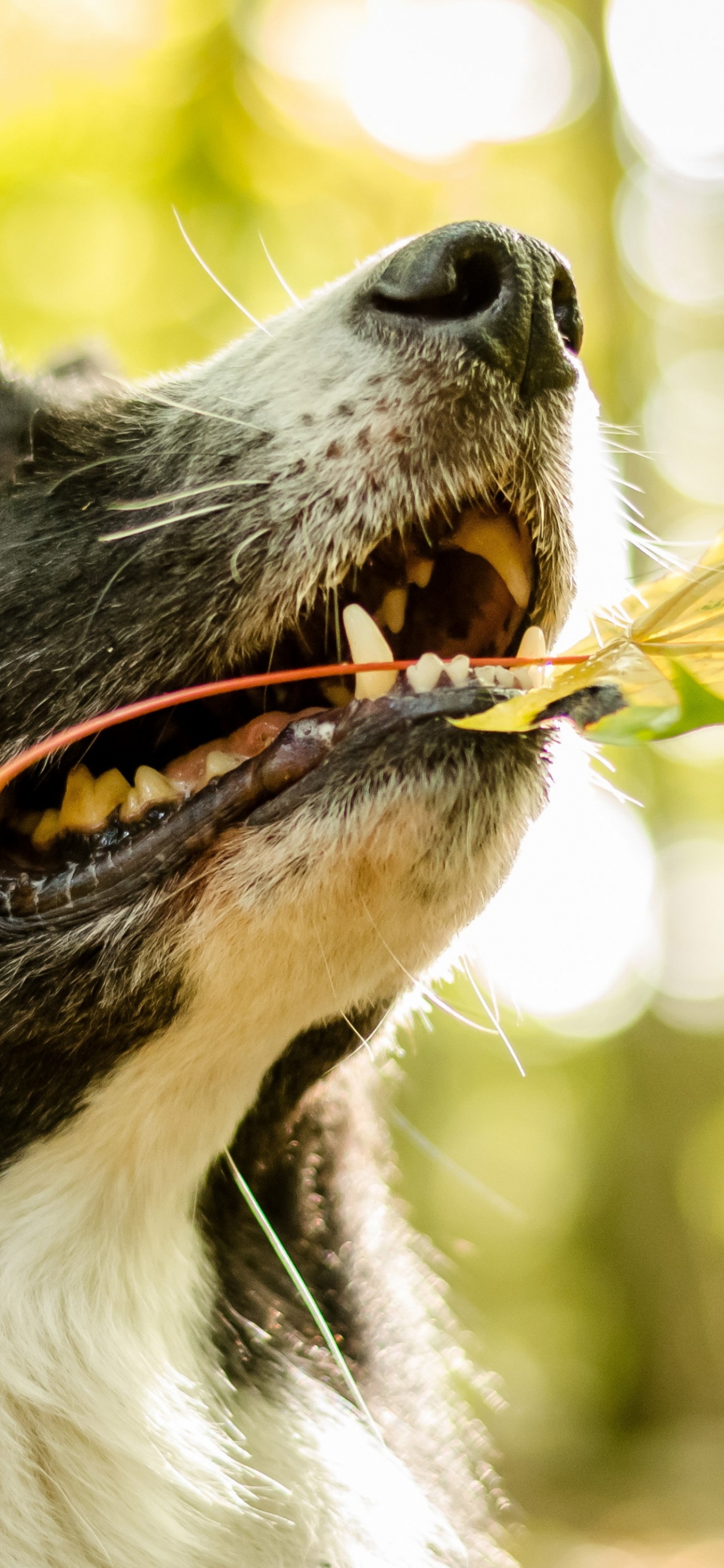 Black and White Border Collie. Wallpaper in 1242x2688 Resolution