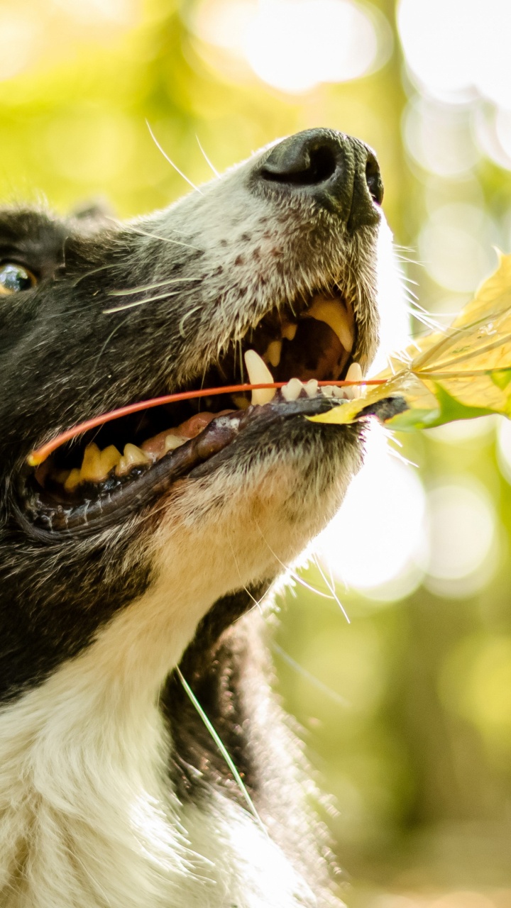 Black and White Border Collie. Wallpaper in 720x1280 Resolution