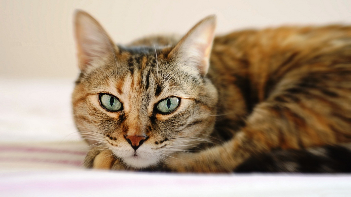 Chat Tigré Brun Sur Textile Blanc. Wallpaper in 1366x768 Resolution